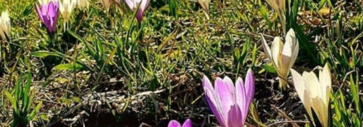 Türkisch Nachhilfe mit Native Speaker Bahar in Innsbruck